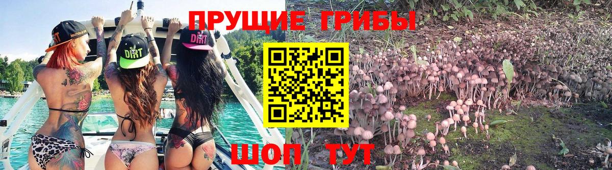 Галлюциногенные грибы прущие грибы Острогожск